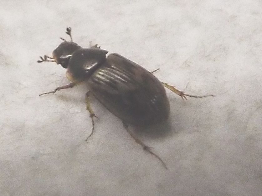 Nimbus johnsoni  (Aphodiidae)